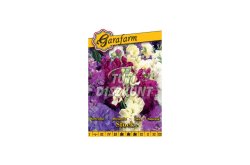 Garafarm stock kerti viola vetőmag K, 0.5 G