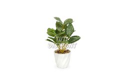 Műnövény dekoráció fittonia 20x9cm(11890A), 1 DB