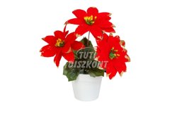 Mikulásvirág kaspóban piros 18cm 58856, 1 DB